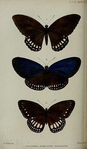 Papilio mahadeva